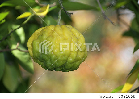 獅子ユズの実 6081659