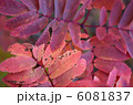赤い葉 6081837