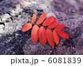 赤い葉 6081839