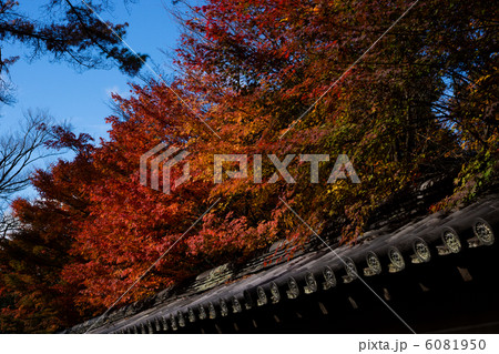 京都の秋 6081950