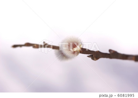 Pussy willow 6081995