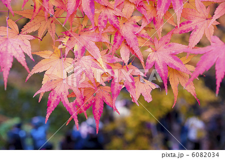 紅葉　もみじ 6082034
