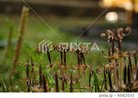 ゲンノショウコ ゲンノショウコ 6082035