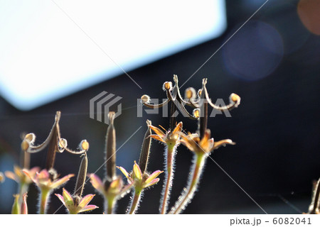 ミコシグサ ミコシグサ 6082041