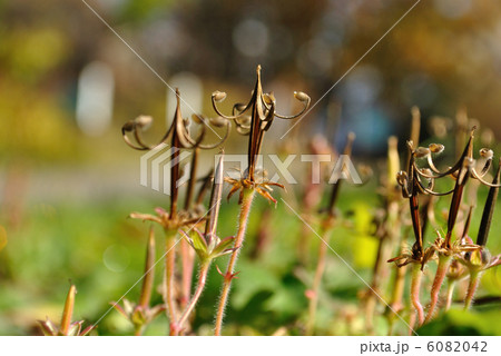 ゲンノショウコ ゲンノショウコ 6082042