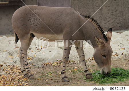 ソマリノロバ 6082123