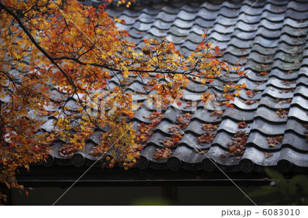 イロハモミジ 6083010