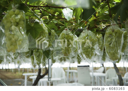 千葉のブドウ狩り園 千葉のブドウ狩り園 6083163