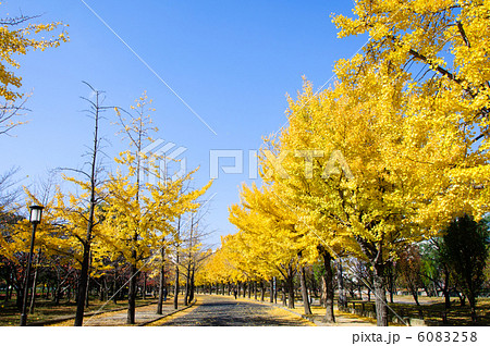 大阪城公園のイチョウ 大阪城公園のイチョウ 6083258