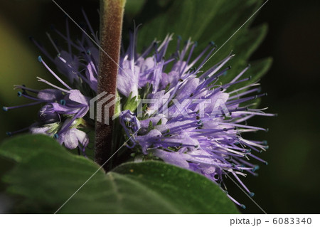 ダンギク 6083340