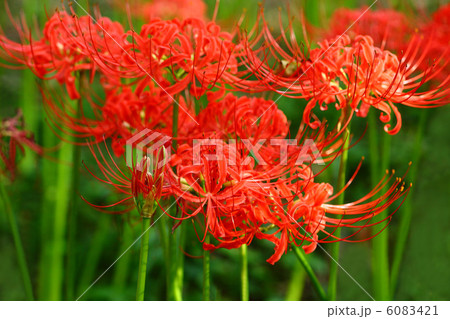 ヒガンバナ 6083421