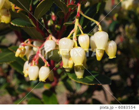 アセビ アセビ 6083554