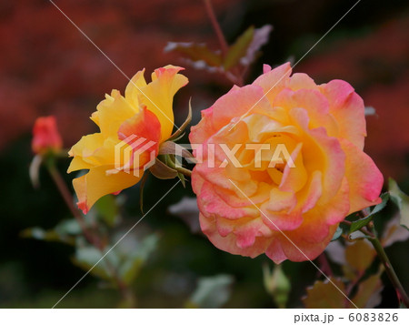 リオサンバ黄色からオレンジの花 6083826