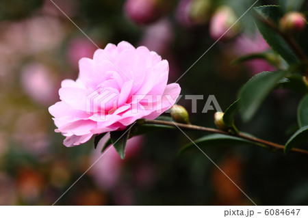 オトメサザンカ 6084647