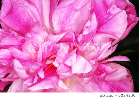 ピンクと白の芍薬（シャクヤク）の花のアップ 6084830