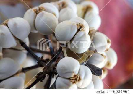 ナンキンハゼの白い実 6084964