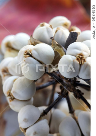 ナンキンハゼの白い実 6084965