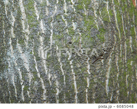ゴンズイの木肌 ゴンズイの木肌 6085048