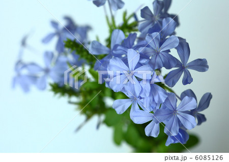 ルリマツリ 6085126