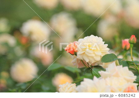 白い薔薇 白い薔薇 6085242