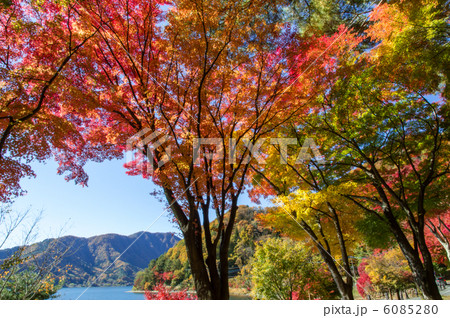 河口湖モミジトンネル 6085280