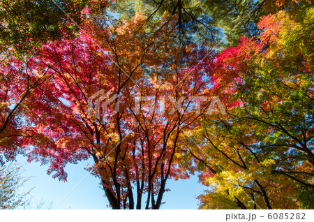 河口湖モミジトンネル 6085282
