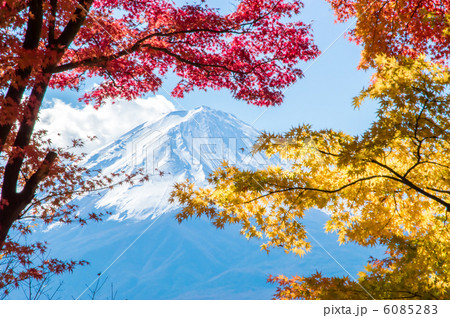 河口湖モミジトンネル 6085283