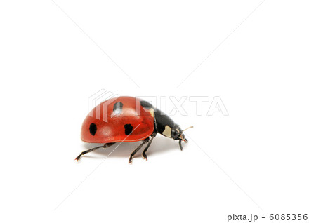 ladybird isolated on white background 6085356