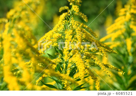 セイタカアワダチソウ セイタカアワダチソウ 6085521