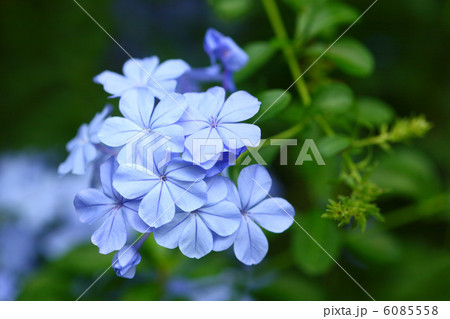 ルリマツリ　 6085558