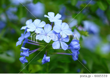 ルリマツリ 6085559