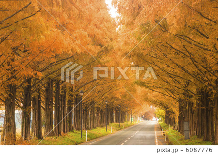 秋彩・メタセコイヤ並木道。 6087776