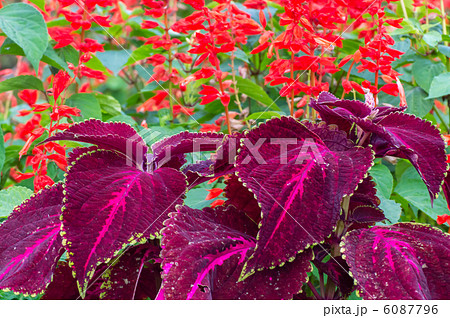 コリウス 6087796