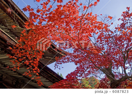 定光寺の紅葉 6087823