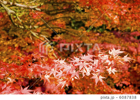 定光寺公園の紅葉 6087838