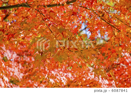 定光寺公園の紅葉 定光寺公園の紅葉 6087841