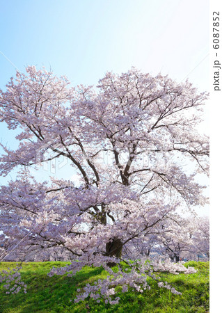 斐伊川堤防桜並木　春の日ざし 6087852