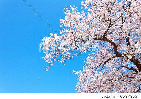 斐伊川堤防桜並木　満開の桜 6087865