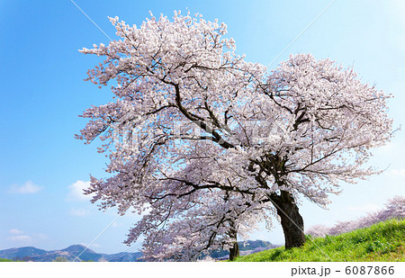 斐伊川堤防桜並木 6087866