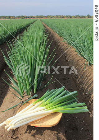 白ねぎ畑 白ねぎ畑 6088049