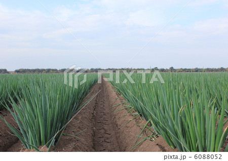 白ねぎ畑 白ねぎ畑 6088052