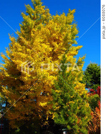 青山の銀杏 6088076