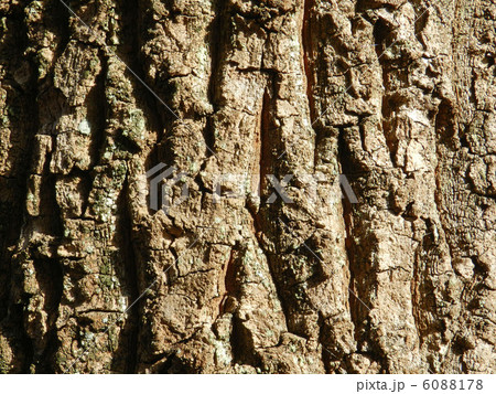 クヌギの木肌 クヌギの木肌 6088178