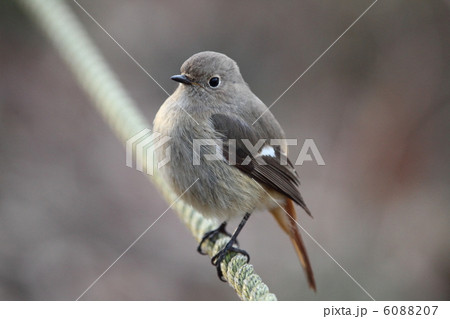ジョウビタキ ジョウビタキ 6088207