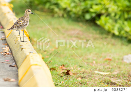 渡り鳥　コーレア（ムナグロ） 6088274