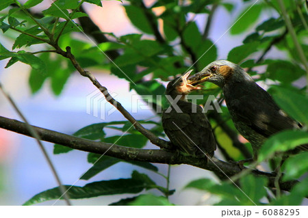 ひよどりの親子 ひよどりの親子 6088295