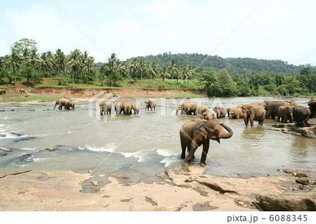 ピンナワラ・象の孤児院 6088345