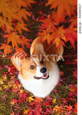 紅葉とコーギー 6088407