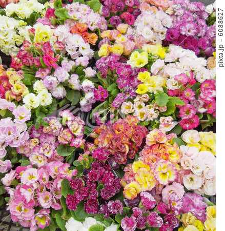 プリムラジュリアン 6088627