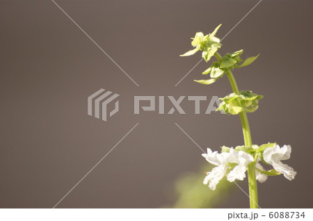 バジルの花 バジルの花 6088734